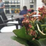 Качество Фото в iPhone 6