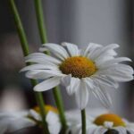 Фото с Nikon D7200