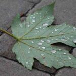 Фото с Panasonic Lumix DMC-G7