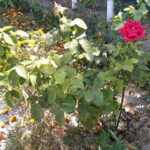фото с камеры Xiaomi Redmi 3S