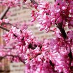 Фото камеры Samsung Galaxy S8