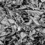 Пример фото Canon G1 X Mark III