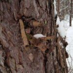 Фотографии Vernee Active