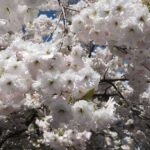 Камера Fujifilm X-H1