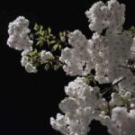 Fujifilm X-H1 съёмка