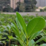 Meizu X8 фотография