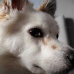 Samsung Galaxy Fold фотографии