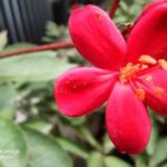 Xiaomi Redmi K30 фото