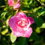 Panasonic Lumix S5 фотографии