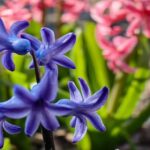 Камера в смартфоне