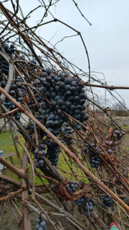 Качество основной камеры