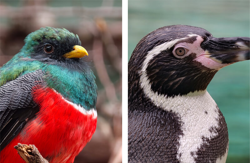 Телеобъектив от Hasselblad