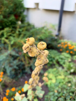 f/1.48